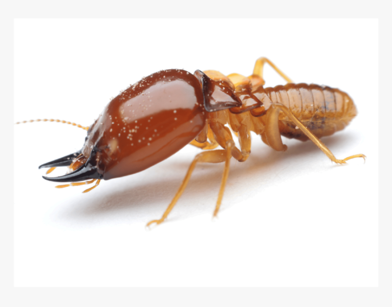 deemak control service