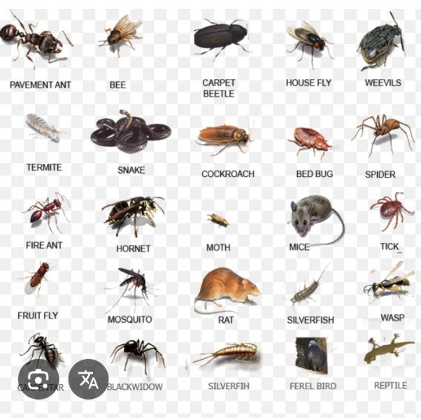 general pest control service